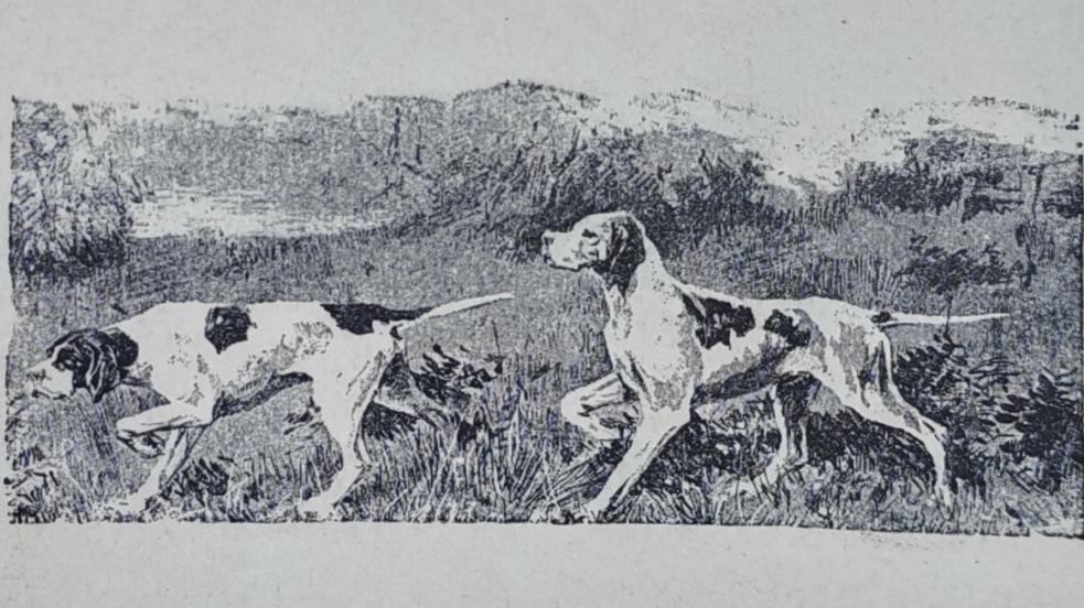 cani da caccia