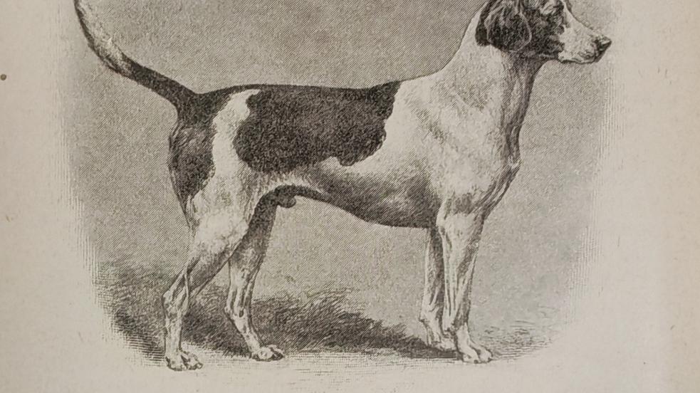 cane