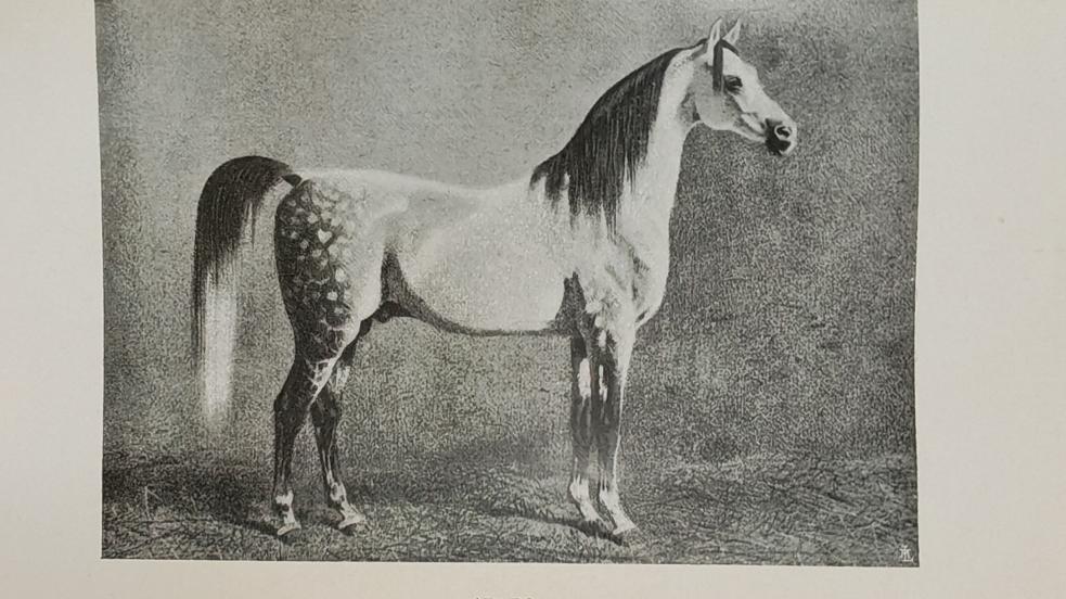 cavallo