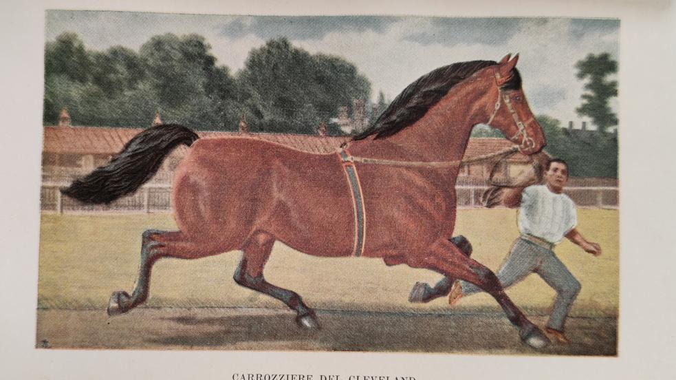 cavallo