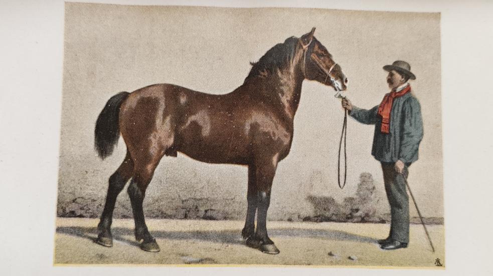 cavallo