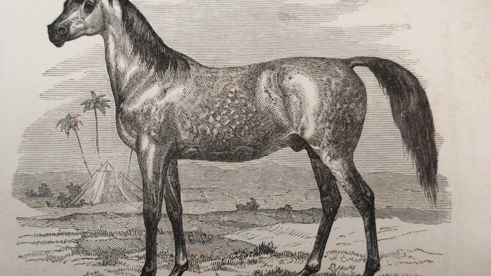 cavallo