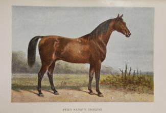 Cavallo